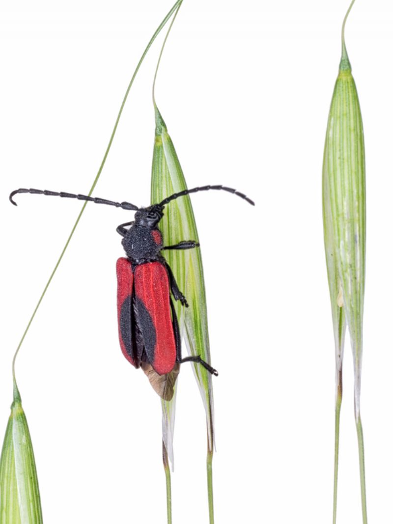 Cerambycidae: Purpuricenus kaehleri